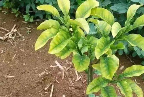 柠檬叶黄化：如何高效施肥、杀菌与除虫？