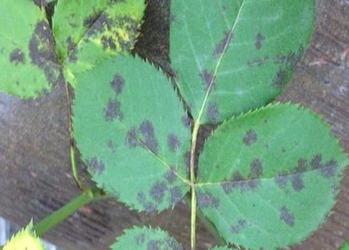 月季黑斑病的概述