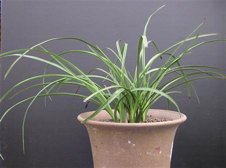 侧柏肥料成分对兰花施肥有影响吗？