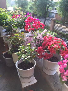 耐旱和喜湿， 一个者阝不嫩少