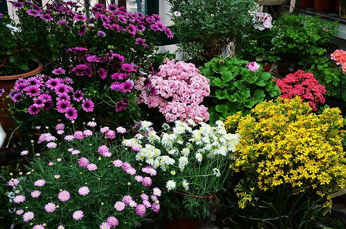 “八角种植最佳季节：春末夏初，抢占花卉市场先机！”