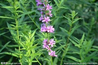 开紫花的柳叶形草本植物，你认识吗？