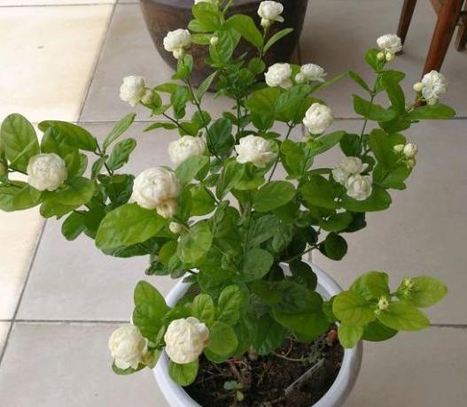 八、茉莉的“怀孕证明”