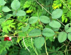 大翼豆：豆科植物