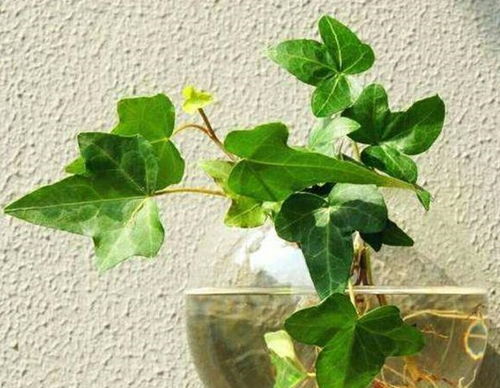 发财树宜施氮肥，促叶绿茂盛