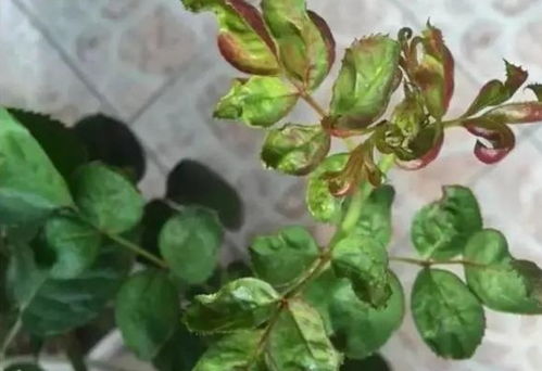 月季花虫害的烦恼，专杀月季花杀虫剂盘点