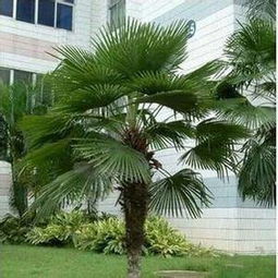 新手操作指南：南北差异大， 播种时间要记牢