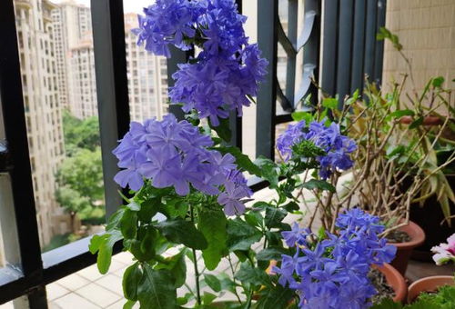 常见绿植图名称大全，认识这些花