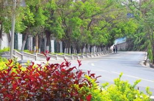 四季常青植物好养吗？新手也能养爆盆