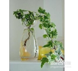 长春藤施肥小贴士：如何给常春藤喂饱营养？