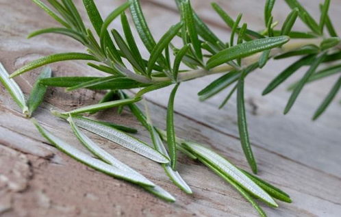 迷迭香种植时如何避免根部腐烂，提高成活率