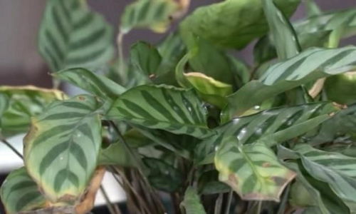 15度以上，冬季过冬温度度以上那个。