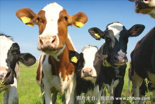 奶牛养殖场规划:描述奶牛养殖场建设、运营及管理问题