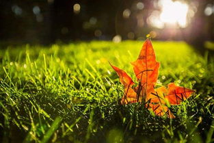 什么是秋老虎嗯？