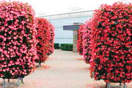 二、 北方室外四季常青又耐寒的植物