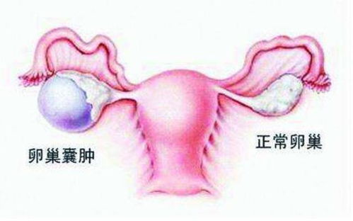 孕蝎特征不明显，需定期观察其行为和生理变化