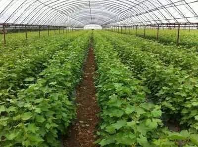 白杨树苗高效栽培法：畜牧领域种植技术革新