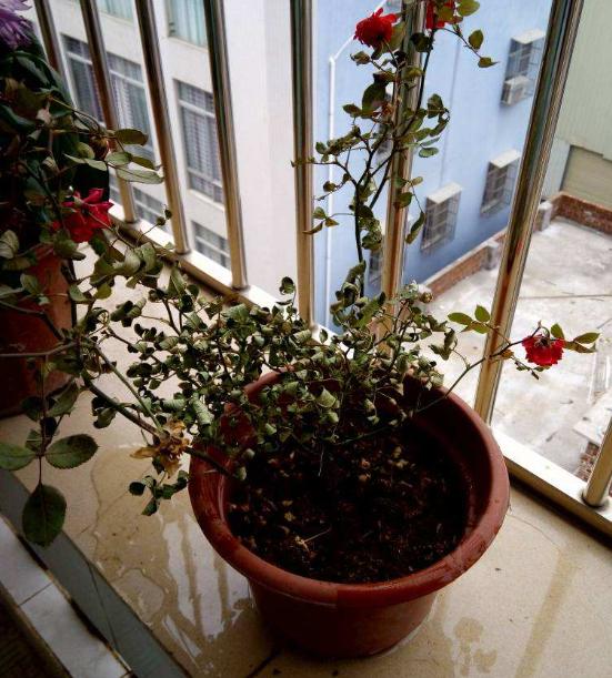 月季叶子为何突然掉落？揭秘背后的四大原因