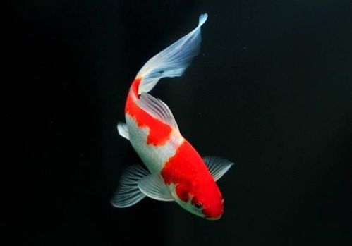 锦鲤鱼饲料配方及投喂方法，关注营养均衡与科学饲养