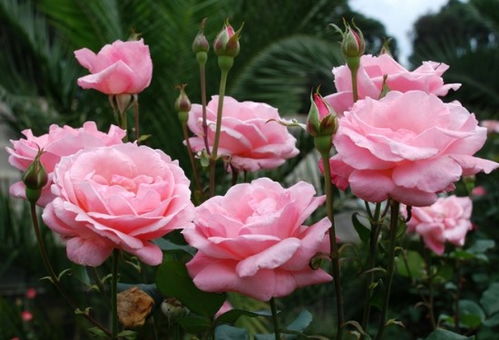 月季种植， 致富花开在南阳石桥镇