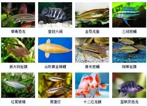 制作观赏鱼干饲料时如何确保营养成分均衡，避免鱼儿挑食？