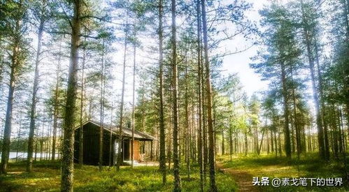树林种植的牧草类型