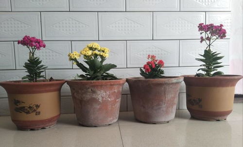 长寿花修剪技巧，如何让花朵更繁盛