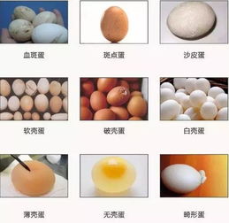 蛋鸡产蛋率低：表现