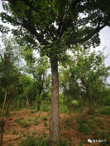 元宝枫种子的挑选技巧