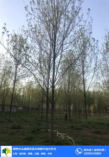 苗木市场动态：白蜡树行情探秘