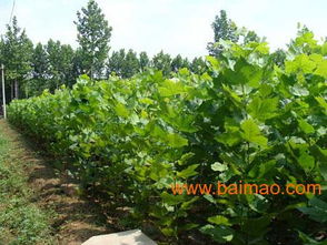 第九步：裸根苗木，保护和梗新，保持根部湿润