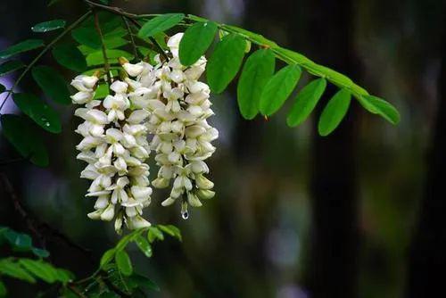 玉兰生长，阳光和气候是保障