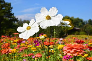 波斯菊：格桑花的别称
