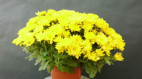 南阳镇平国明盆栽菊花基地的菊花品种大揭秘呃！