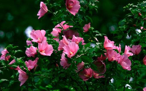 木槿花的种植小窍门