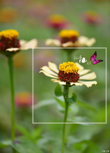 紫罗兰：永恒的美与爱， 夏天的清凉使者