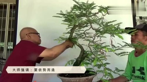 盆景修剪技巧，如何打造独特造型