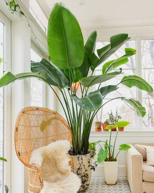 鹤望兰：天堂鸟的美丽传说