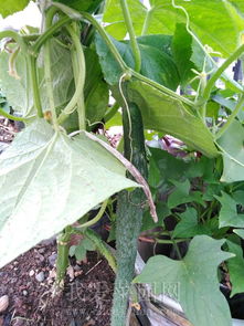 五月份，菜园里的清凉一夏