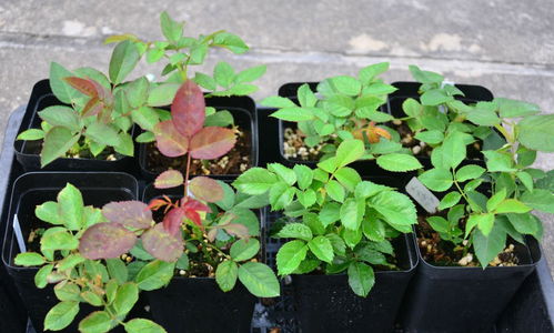 一、苗情了解：棚苗还是露天苗？