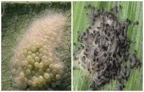 杀灭花盆中苍蝇卵幼虫的农药小指南