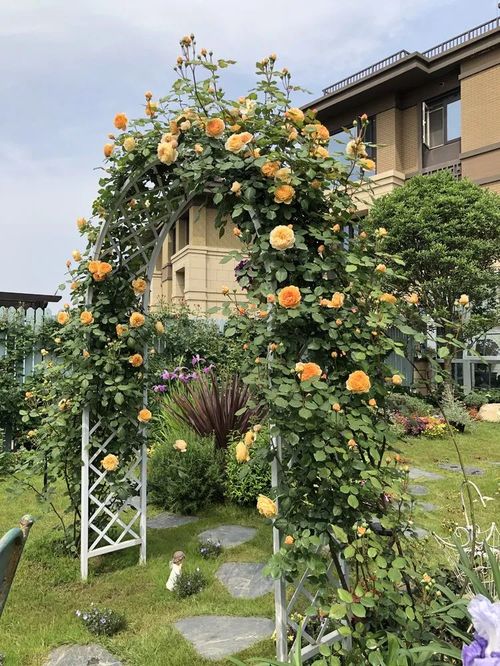 花园中的拱门：自然的艺术品