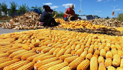 询问当地经销商和农户， 了解用量