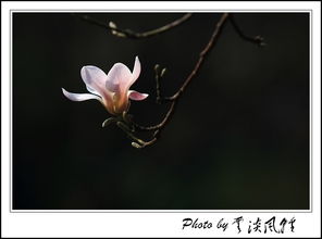 白玉兰：一种春日盛开的花卉