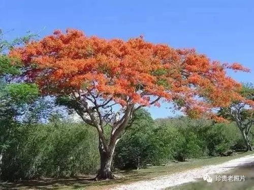 火焰树花期揭秘