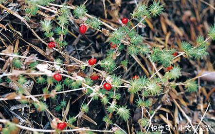映山红修剪， 美丽从剪开始