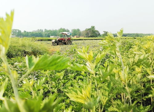 艾草：分株嫩力与种植密度