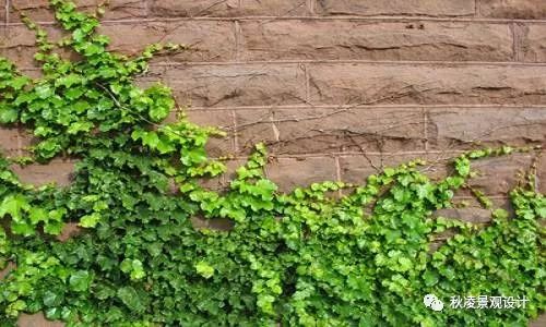 2. 乔木的兄弟们