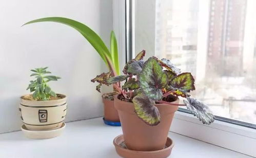 奥普琳娜，一种易养植物