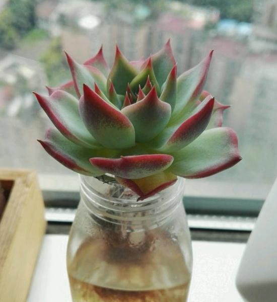 植物水培技术，为何能让植物“长生不老”